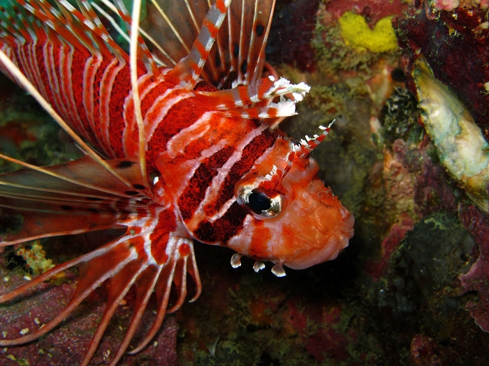 ปลาสิงโตหนวดยาว Pterois antennata