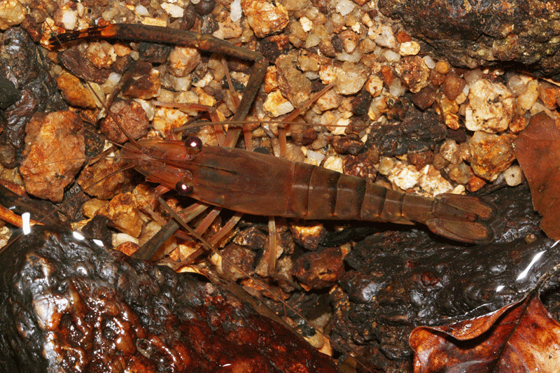 Macrobrachium sp. 