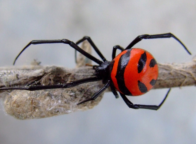 แมงมุมแม่ม่ายสกุล Latrodectus ชนิดที่พบในต่างประเทศมีสีีสันคล้ายกับที่พบในประเทศไทย