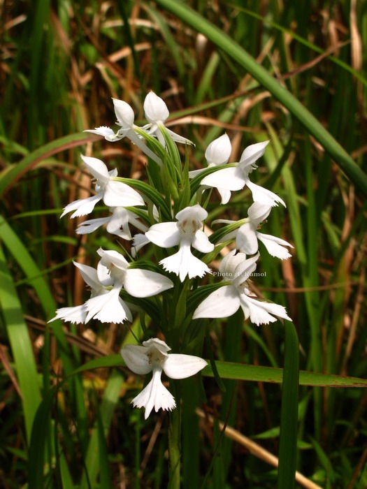 นางอั้วน้อย Habenaria dentata 