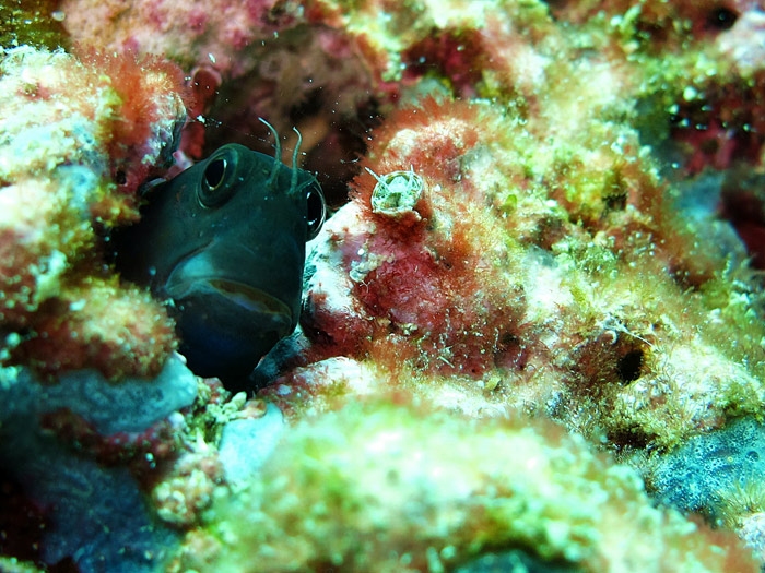 Blenny น่ารัก