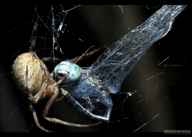 Orb Weaver