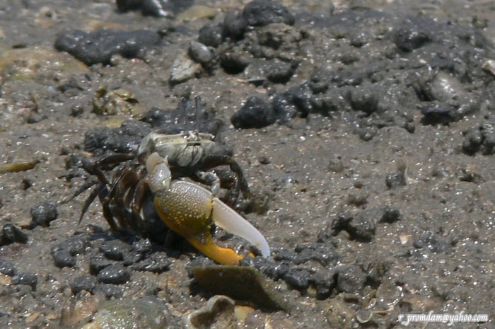 ปูก้ามดาบ Uca hesperiae ที่พบเยอะแถวหาดเลนบริเวณนี้ แต่ไม่มีเวลาถ่ายภาพเท่าไหร่