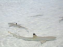 243px-carcharhinus_melanopterus_rangiroa.jpg