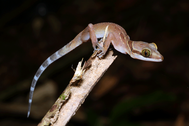 Cyrtodactylus surin1