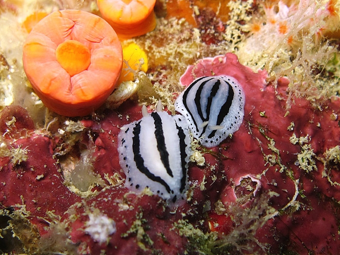 มาพีพี ไม่เจอเจ้าตัวนี้ถือว่ามาไม่ถึง ทากเปลือยปุ่มเกาะพีพี Phyllidiopsis phiphiensis