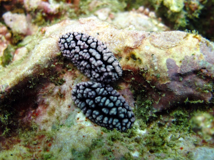 ทากเปลือยปุ่มดำขาว Phyllidiella pustulosa