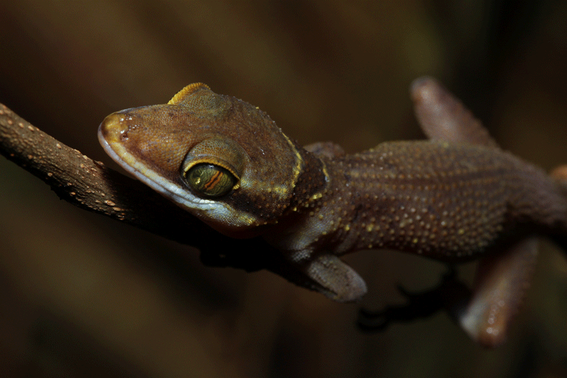 Cyrtodactylus surin4