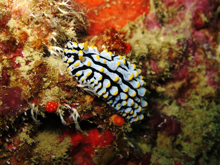 ทากเปลือยปุ่มเหลือง Phyllidia coelestis