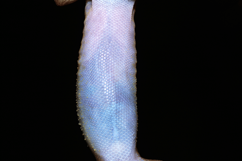Cyrtodactylus surin6