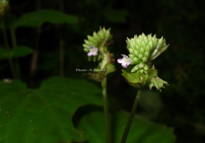 Epithema carnosum Benth. รังผึ้ง