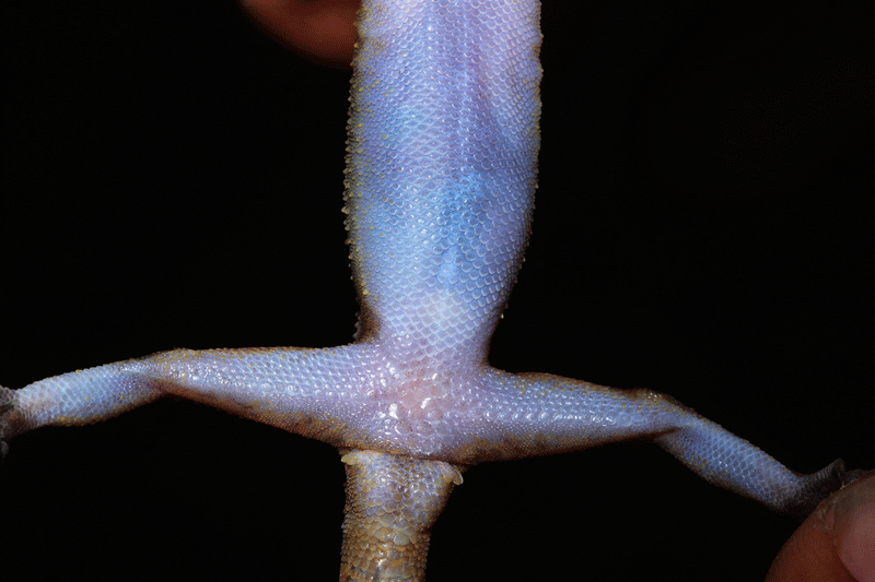 Cyrtodactylus surin7