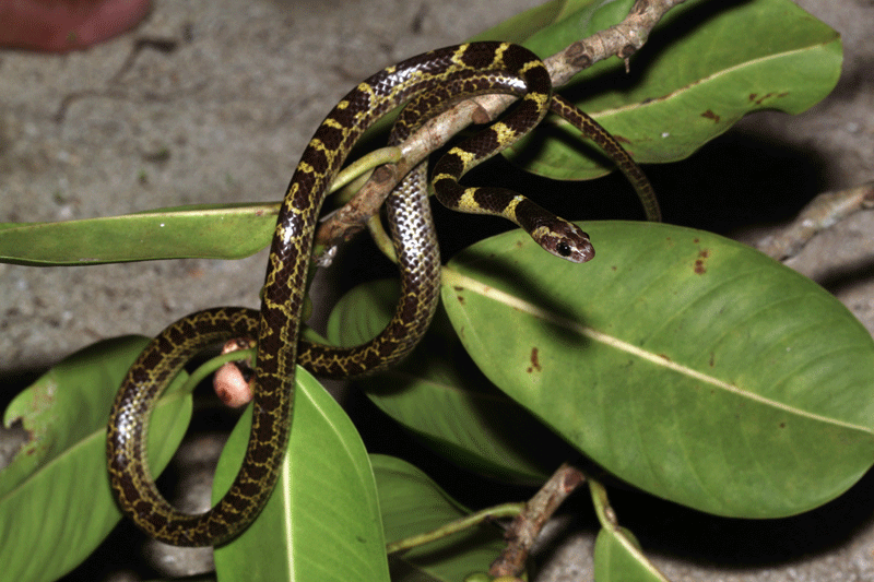 งูปล้องฉนวนมลายู Dryocalamus subannulatus