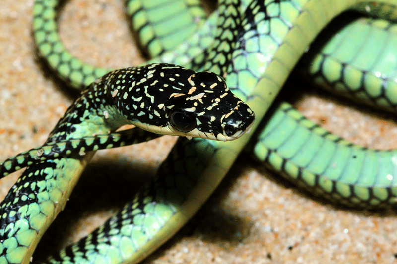 งูเขียวร่อน Chrysopelea paradisi