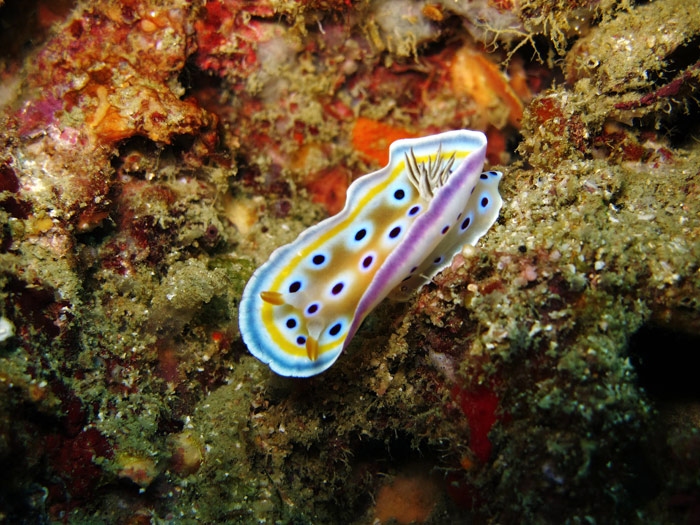 ทากเปลือยโครโมโดริสลายเสือดาว Chromodoris leopardus