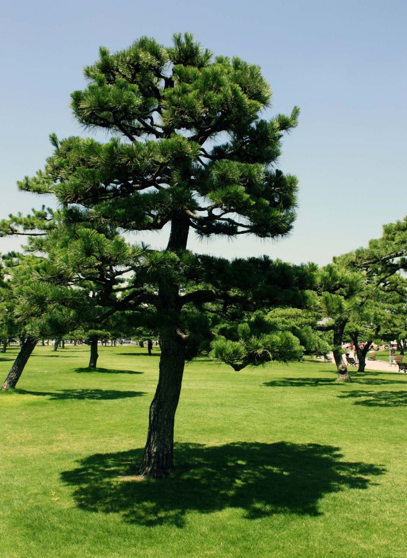 Japanese pine at Imperial Palace