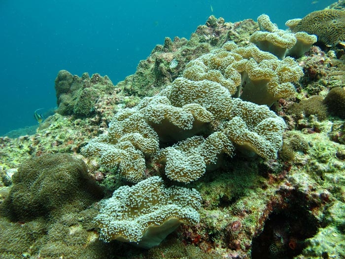 ปะการังอ่อนบริเวณน้ำตื้น