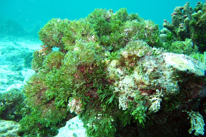 ปะการังที่ตายลงเริ่มปกคลุมด้วยสาหร่าย