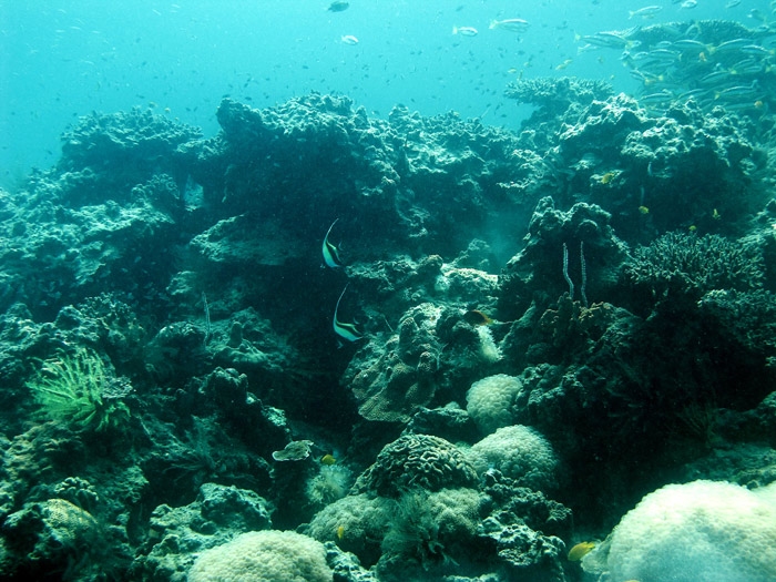 แนวปะการังส่วนใหญ่ยังคงสมบูรณ์ดีมีฟอกขาวน้อยมาก