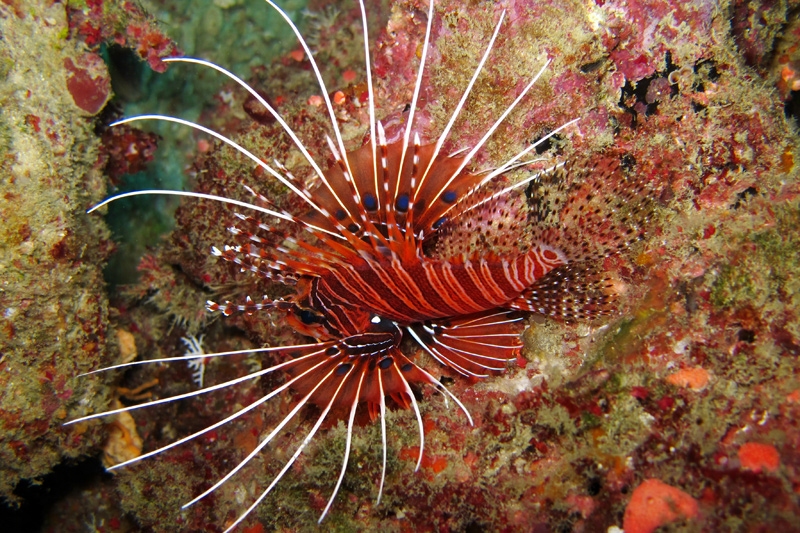 ปลาสิงโต Pterois antennata