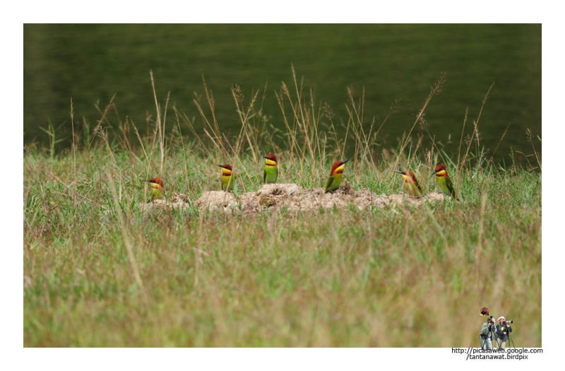 6chestnut-headed-bee-eater