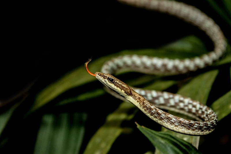 Dryophiops rubescens