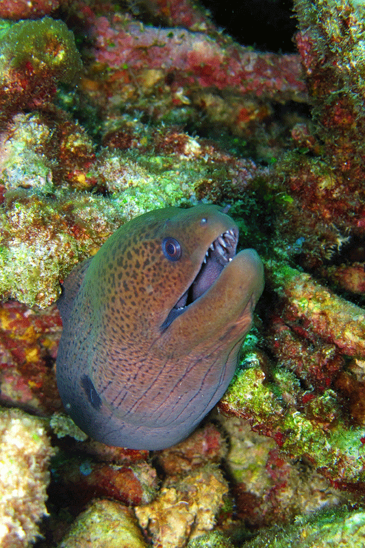 มอเรย์ยักษ์ Gymnothorax javanicus