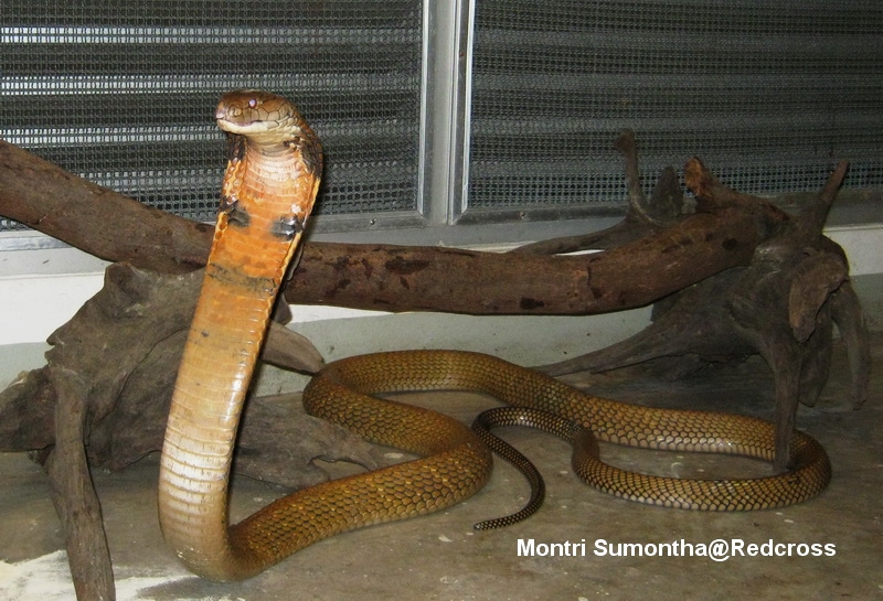 from southern Thailand