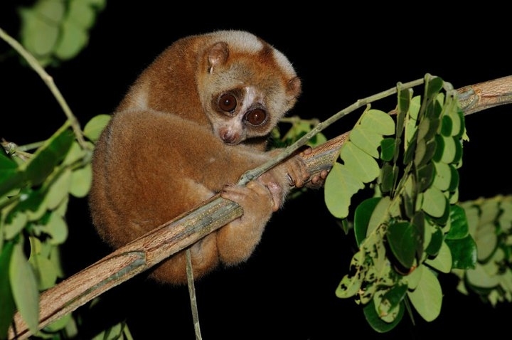 นางอาย Slow loris ตามแหล่งอาศัยในธรรมชาติ