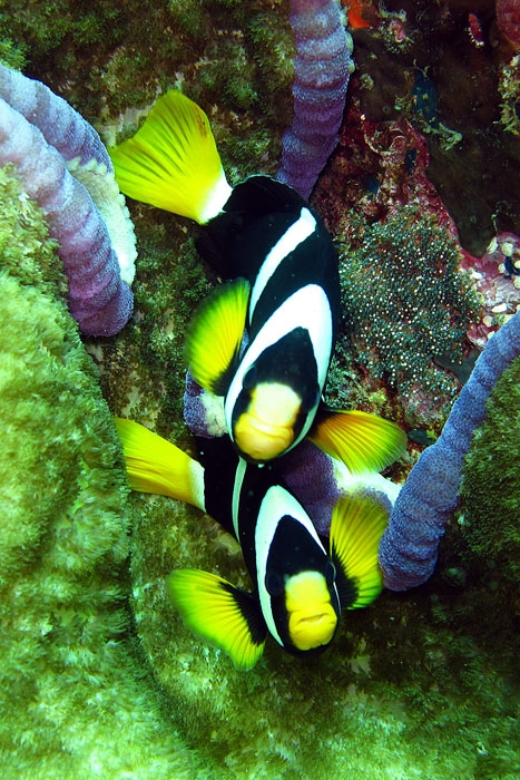 ปลาการ์ตูนปล้องดำ Amphiprion clarkii สังเกตเห็นลูกๆเค้ามั้ย