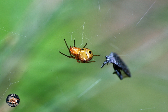 แมงมุมสกุล Theridion วงศ์ Theridiidae ใช้ใบไม้เป็นรังอาศัย