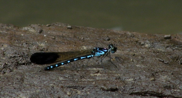 แมลงปอเข็มน้ำตกสั้นจุดฟ้า : Heliocypha perforata 