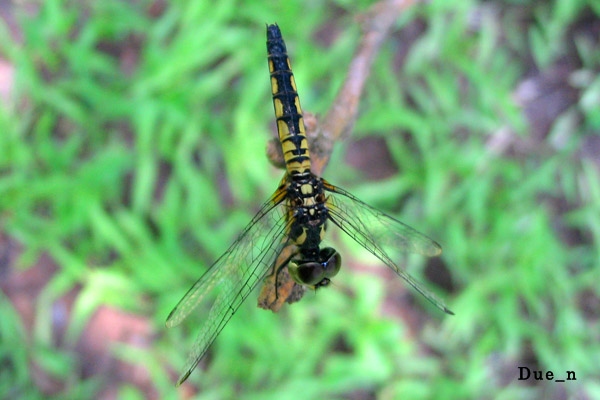 Aethriamanta-aethra-female.jpg