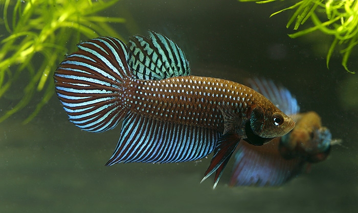 Betta_mahachai1.jpg