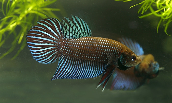 Betta_mahachai1.jpg