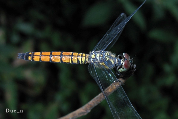 Brachydiplax-farinosa-femal.jpg