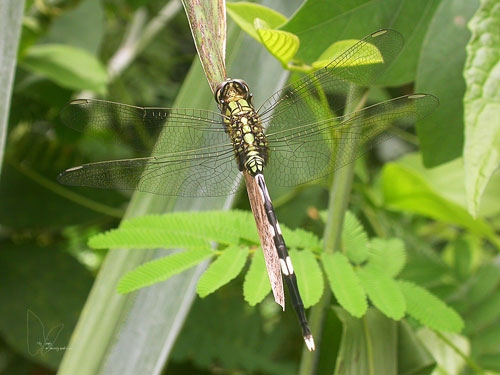 Dragonfly3.jpg