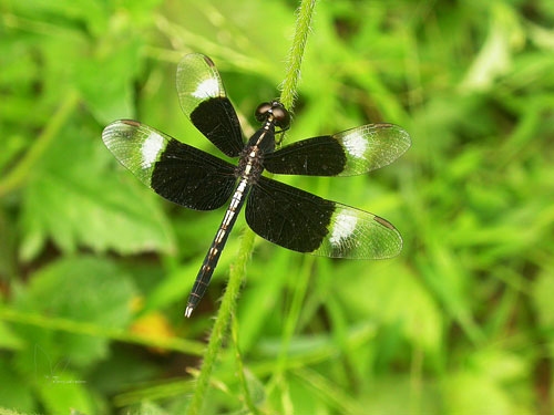 Dragonfly4.jpg