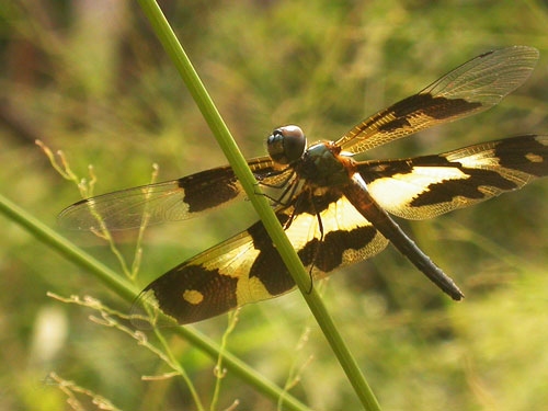 Dragonfly6.jpg