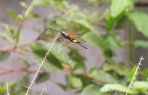 Dragonfly7.jpg