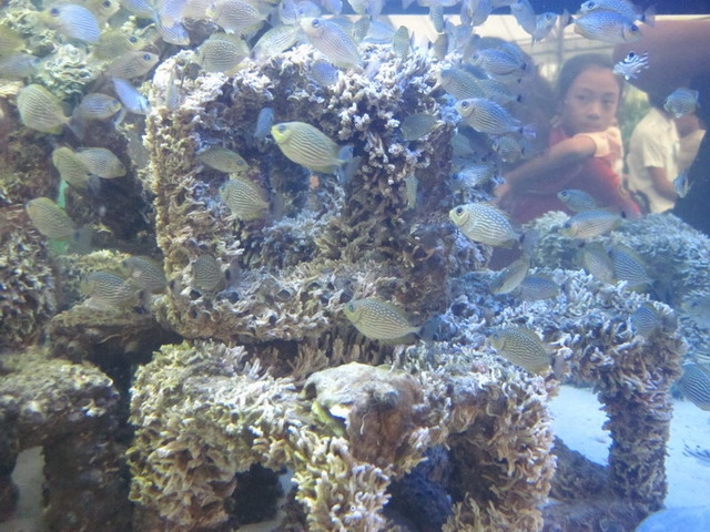 แนวปะการังเทียมจำลอง