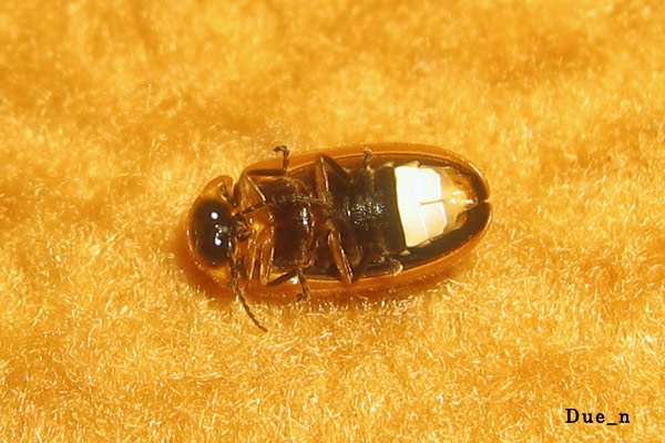 male