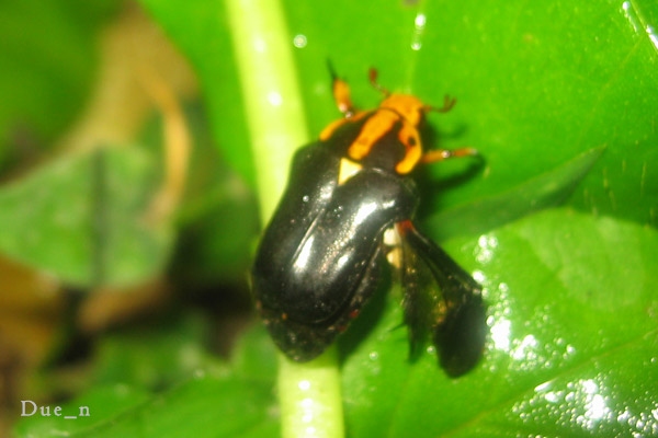 ด้วงดอกไม้อกเหลืองแต้ม Campsiura javanica