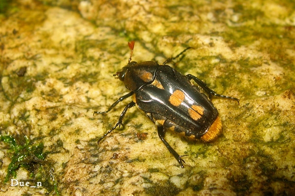 ด้วงดอกไม้ลายสามแฉก Ixorida magnierei