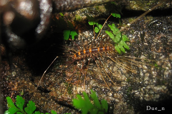 ตะขาบขายาว House centipede