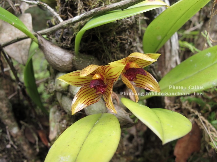 สิงโตปากนกแก้ว Bulbophyllum psittacaglossum Rchb.f.