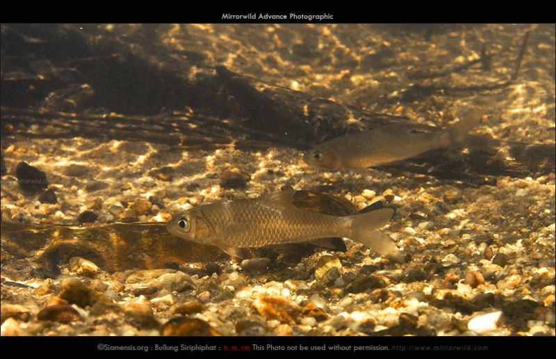 แดงน้อยเหนือ <i>Discherodontus shroderi</i> ในธรรมชาติ