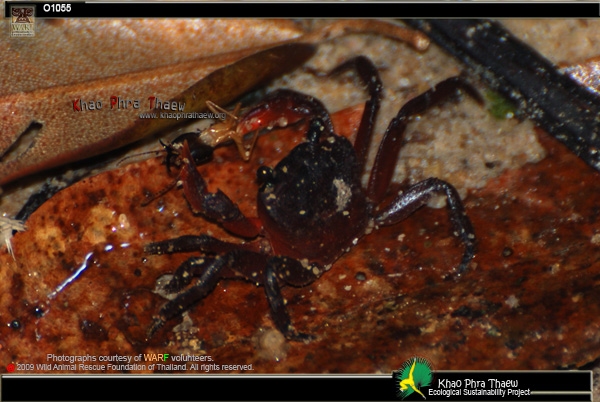 O1055_Waterfall-crab.jpg