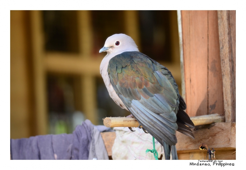 _green-imperial-pigeon.jpg