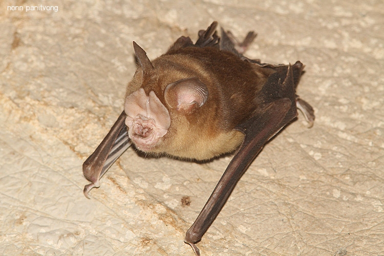 หน้ายักษ์กระบังหน้า Hipposideros lylei ไม่เห็นตาเลยวุ้ย 